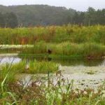 BioHavens north of Chicago win storm water BMP award for local conservation group