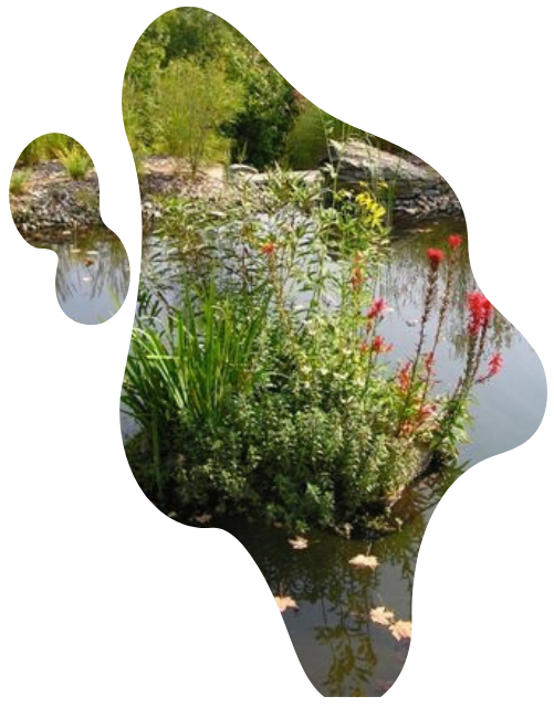 An image of a floating island project with flowering plants