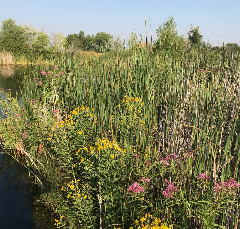 Image of wildflowers