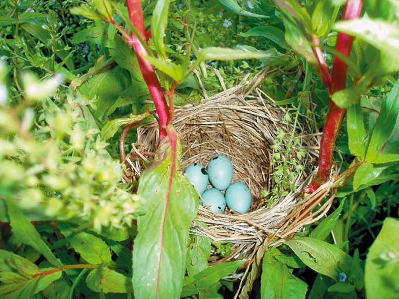 An image of a birds nest in a tree