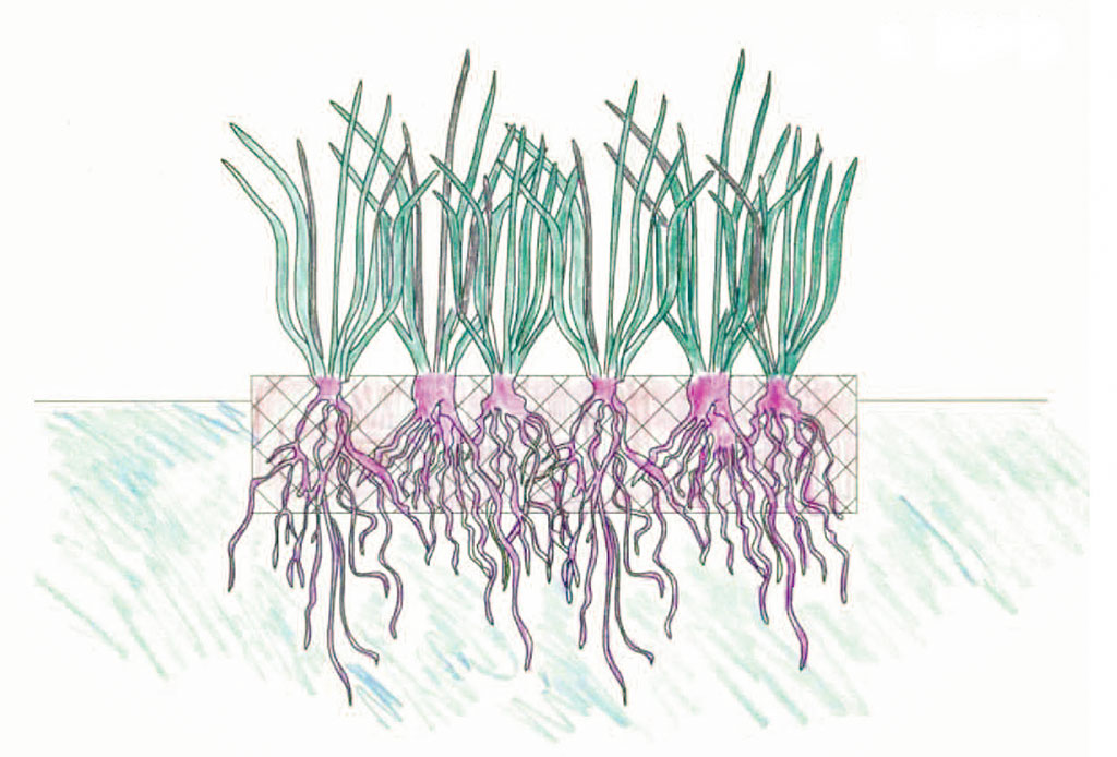Figure 1B. A cross-section illustration of a floating treatment wetland. Plants grow on a buoyant matrix that allows roots to penetrate into the water. The floating system allows terrestrial plants to grow above the water line, while roots take up nutrients and water below the island.