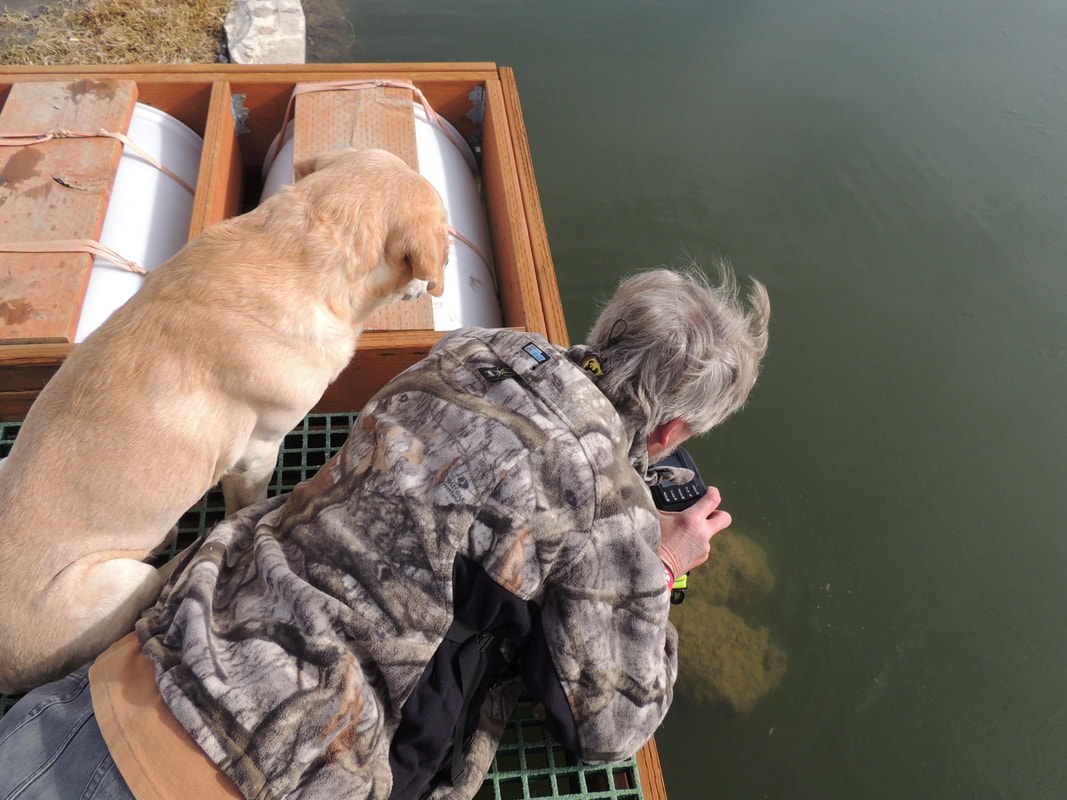 Bruce Kania and a dog inspecting periphyton growth beneath a floating island at Fish Fry Lake, Montana