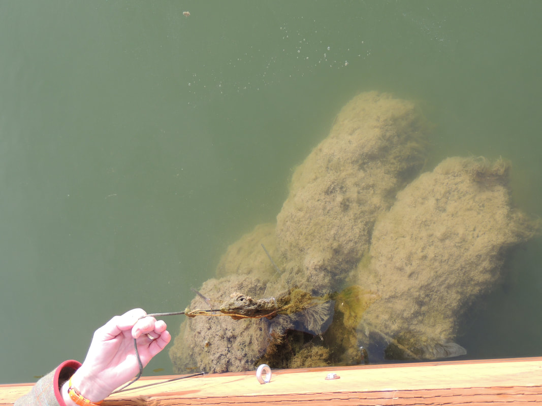 Close-up view of periphyton growth on the underside of a BioHaven floating island