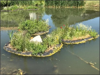 Algae Removal: Holly Pond