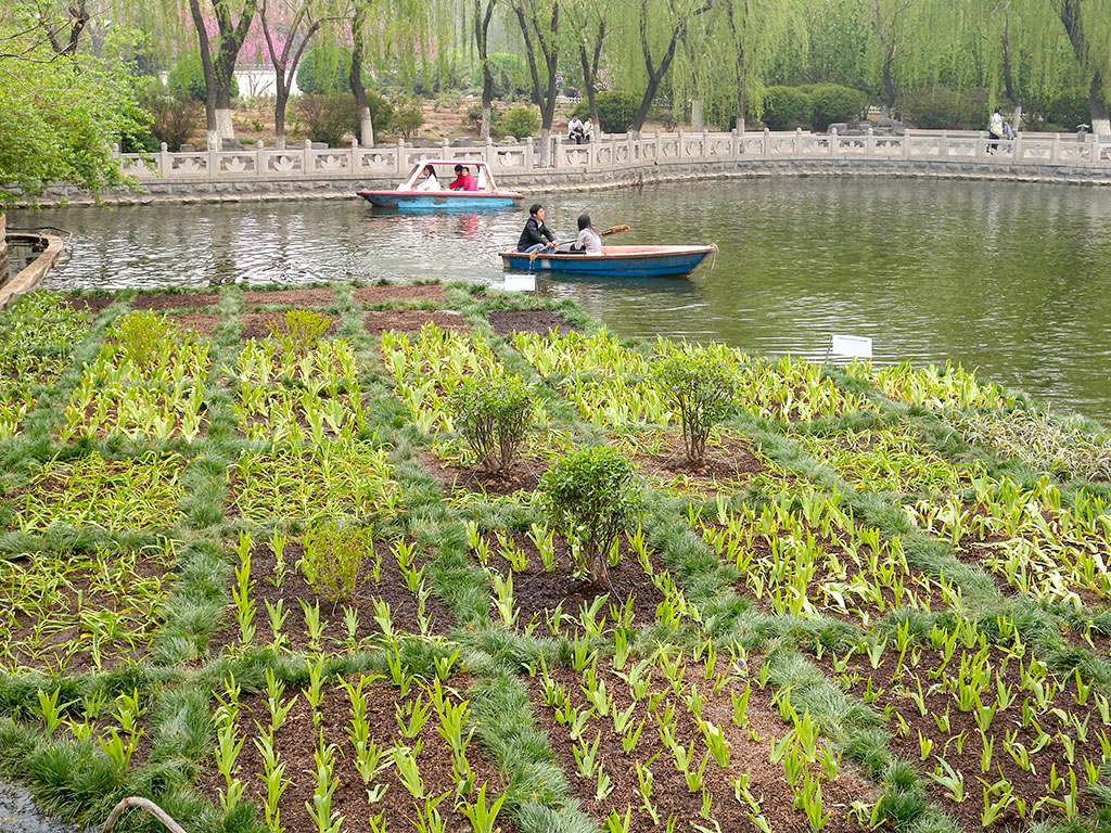 ​Algae: BioHavens Remove Nutrient Loads from Eutrophic Lake - Yingri Lake, Jinan, China