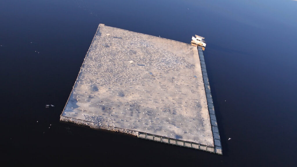 Floating Islands Enhance Salmonid Recovery by Creating Alternative Nesting Habitat for Caspian Terns